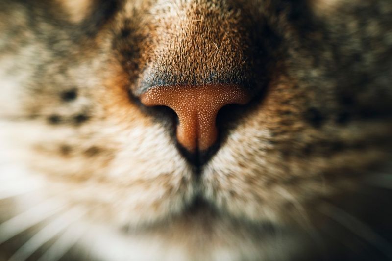 Their Sense of Smell Is 14 Times Stronger Than Yours