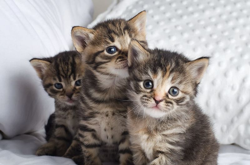 Smell Helps Mother Cats Bond With Their Kittens