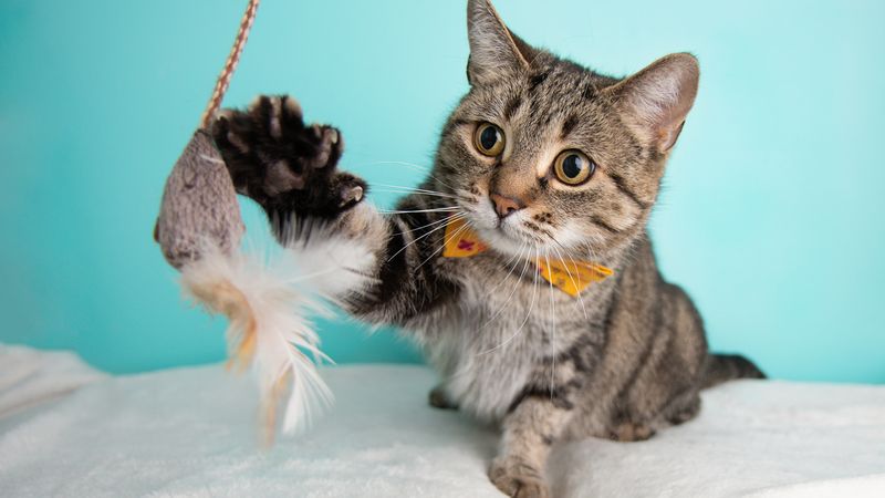 Cats Can Imitate Human Behavior