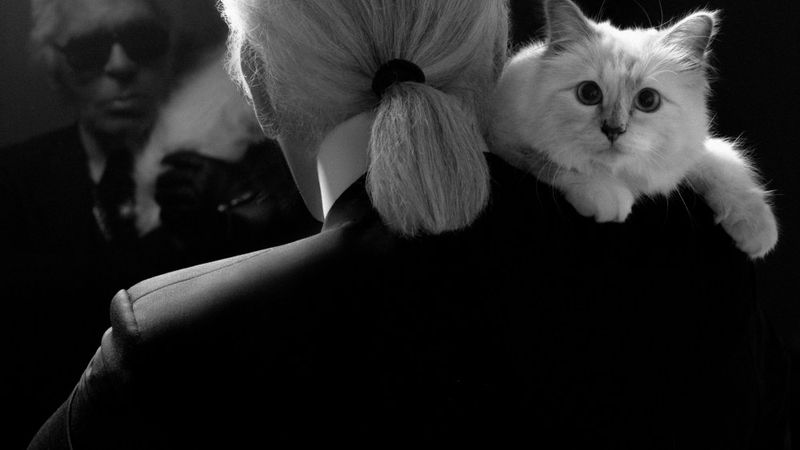 Cats as Independent Icons of Prestige & Power