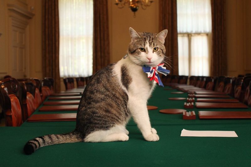 Cats as Political Influencers