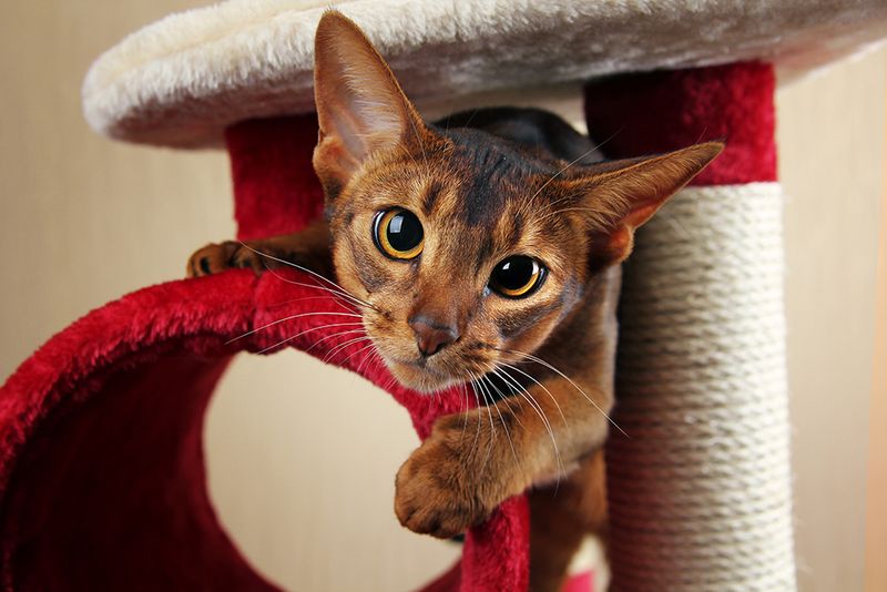 Cats as Protectors of Home & Spirit