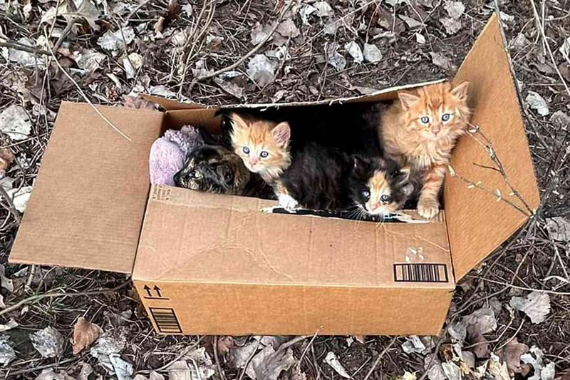 Abandoned Box of Kittens Rescued