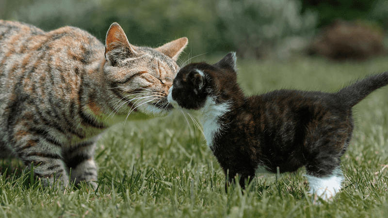 Cautious Sniffing
