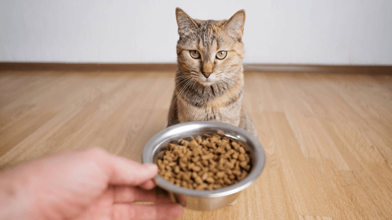 Changes in Appetite