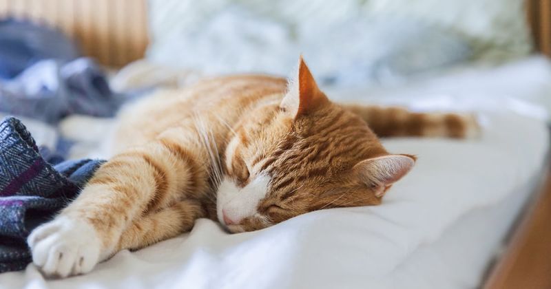 Sleeping in Your Spot