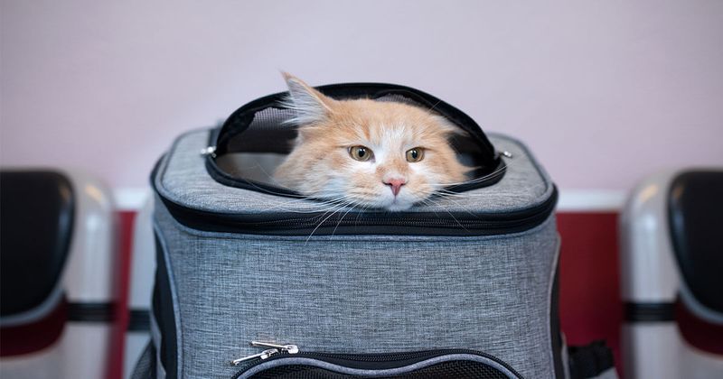 Vet Visits and Transportation