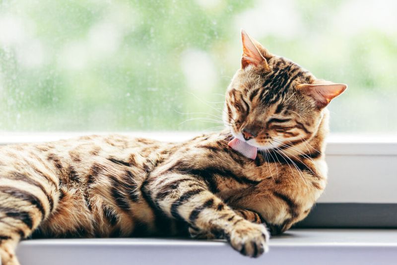 Changes in Grooming Habits