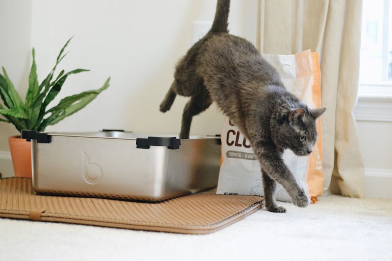 Changes in Litter Box Behavior