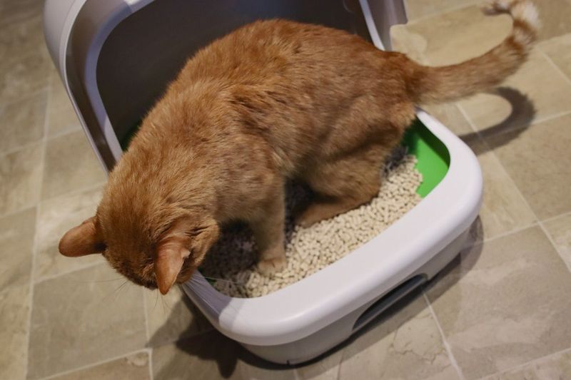 Changes in Litter Box Habits