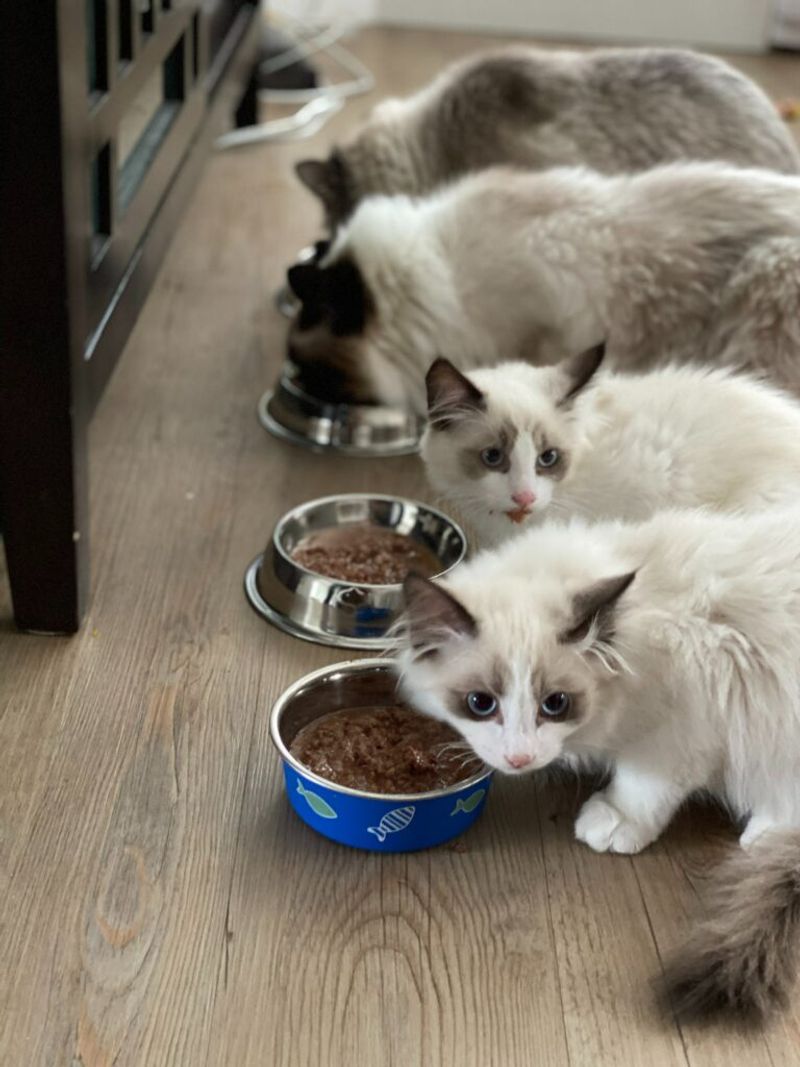 Feeding with Other Pets Present