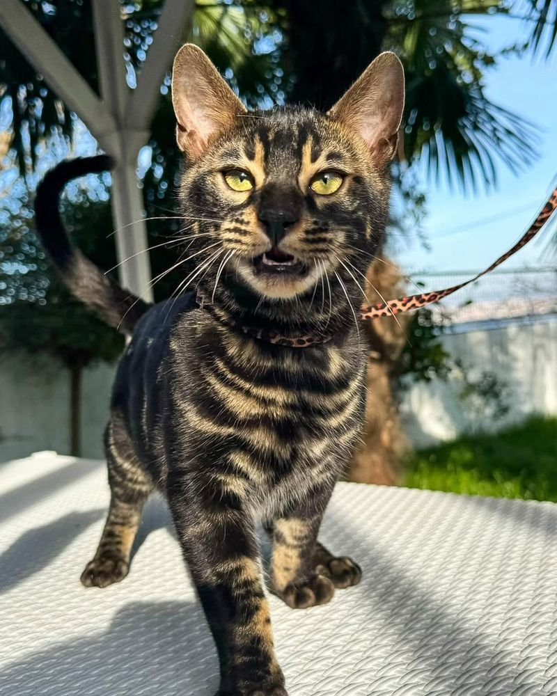 Charcoal Bengal