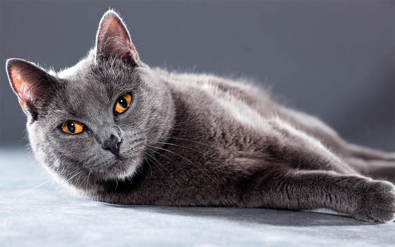 Chartreux