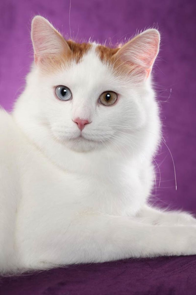 Turkish Van