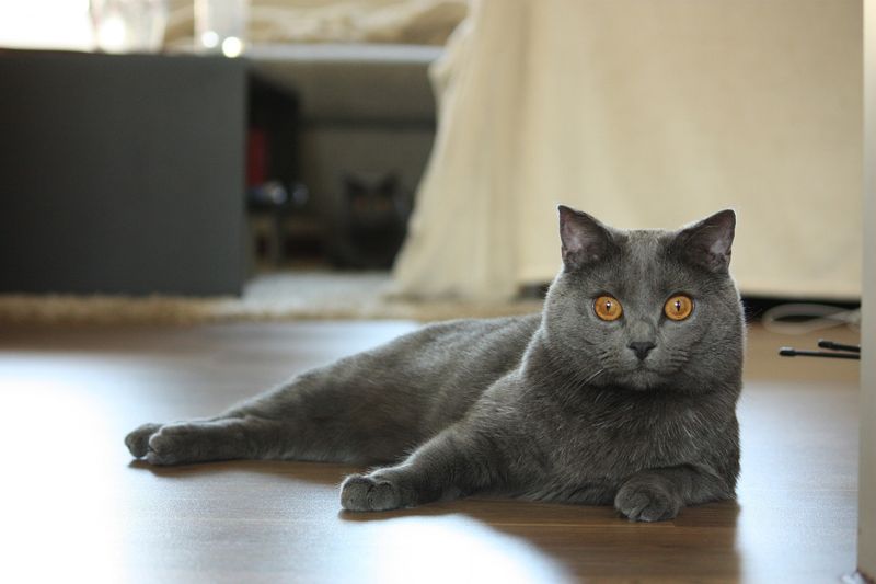 Chartreux