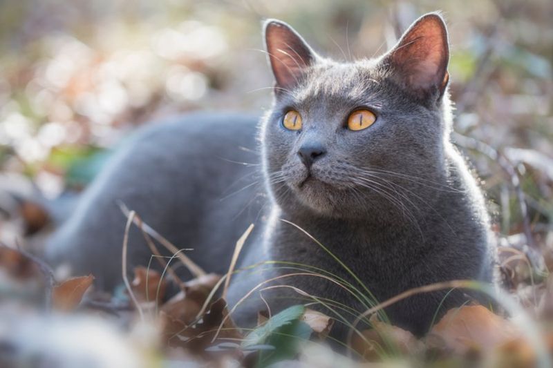 Chartreux