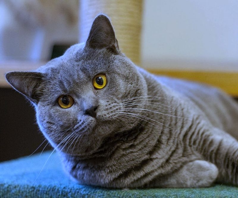 Chartreux