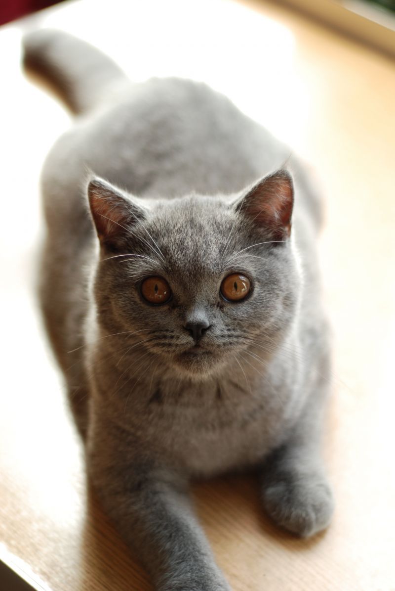 British Shorthair
