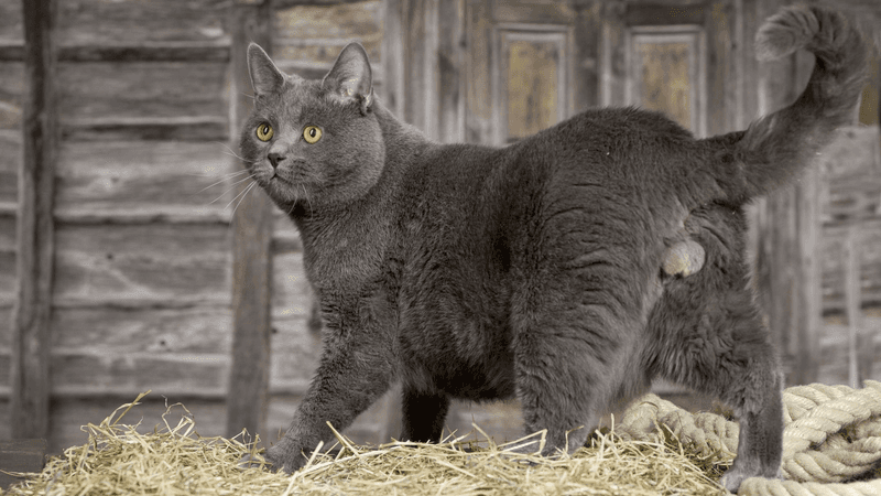 Chartreux