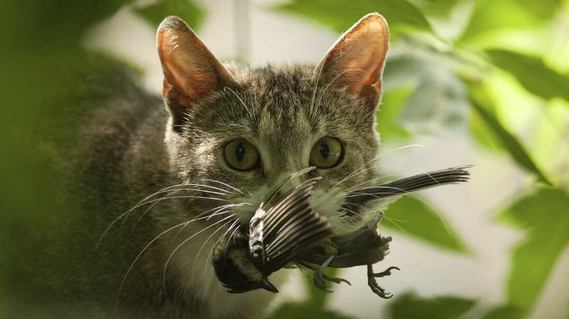 Chasing Small Prey