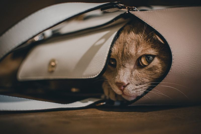 Avoidance and Hiding