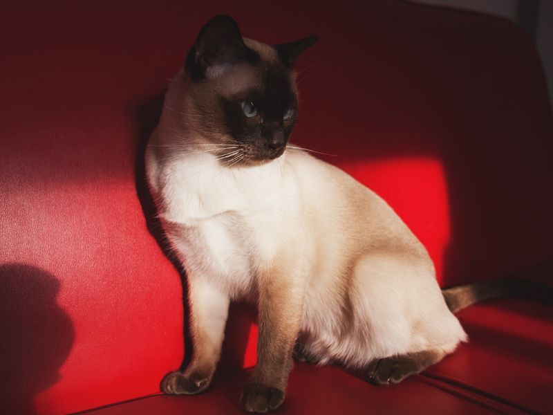 Tonkinese (Siamese + Burmese)