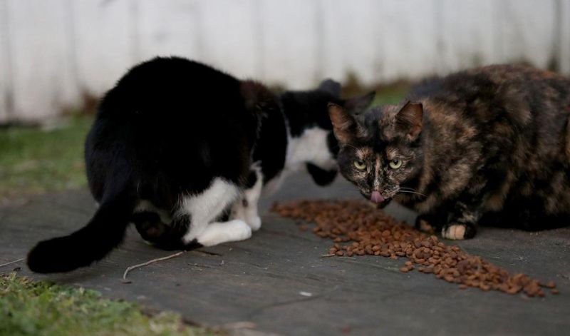 Adjust Feeding Habits