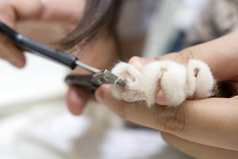 Trim Their Claws
