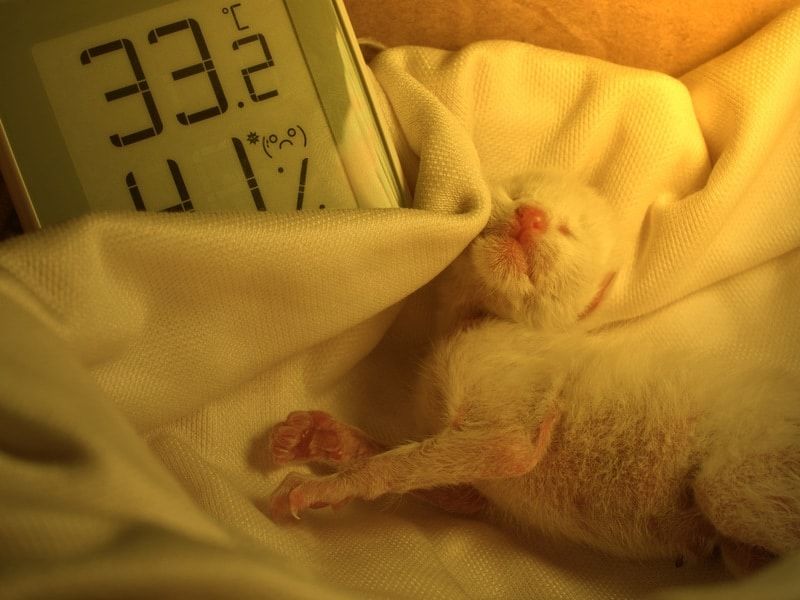Provide Immediate Warmth