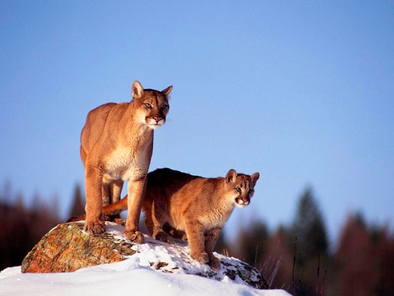 Cougar (Puma concolor)