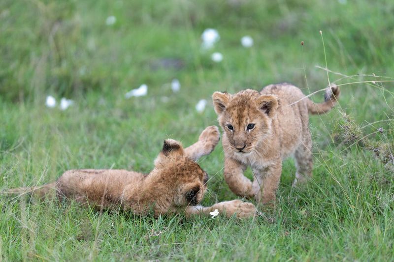 Big Cats Are Just Like Domesticated Cats, Only Bigger