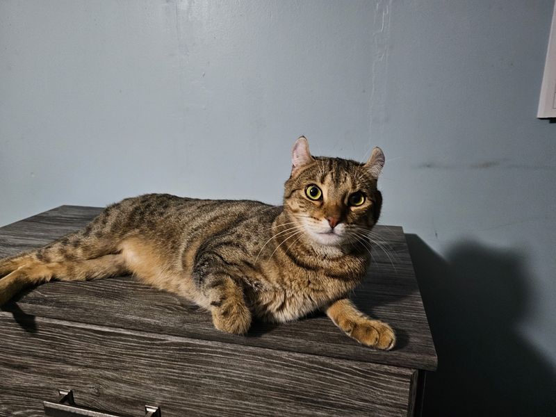 Highlander Cat (Desert Lynx + Jungle Curl)