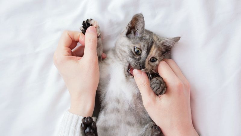 Tender Gums