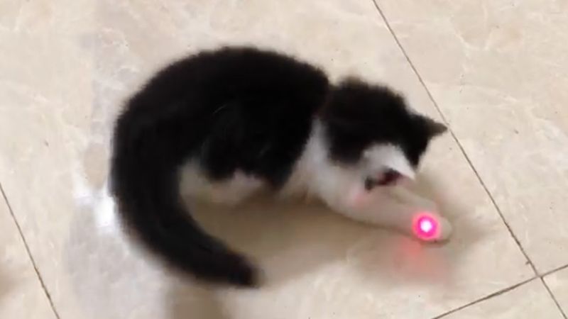 The Red Dot (A.K.A. Laser Pointer Madness)