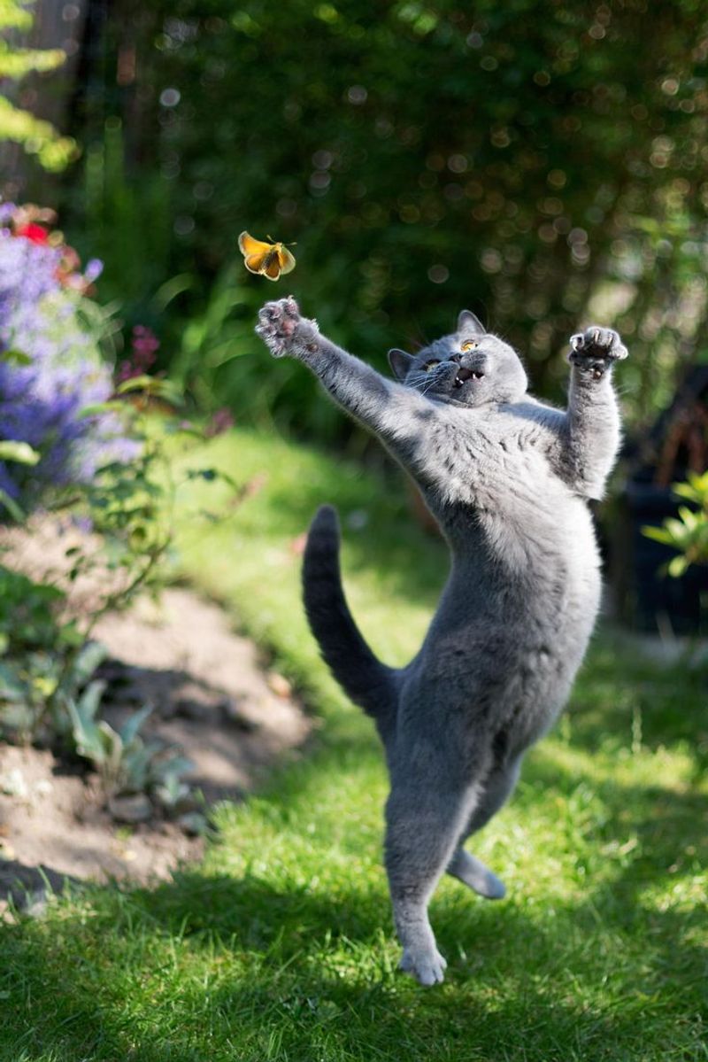 Buzzing Bugs and Fluttering Butterflies