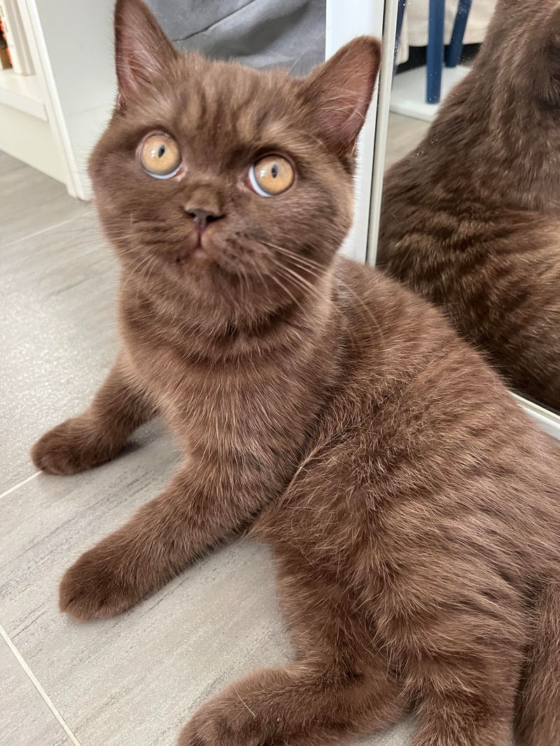 Chocolate