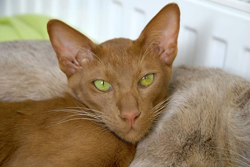Cinnamon