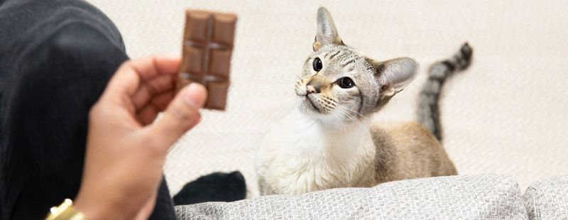 Chocolate Treats