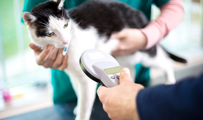 Make Sure They’re Microchipped and Tagged