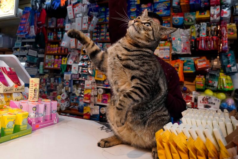 Bodega Cats: NYC's Unofficial Mascots