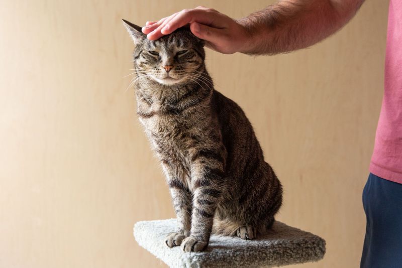 Reliable Cat Sitter or Trusted Visitor