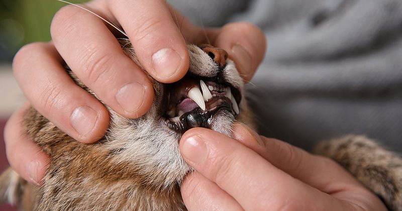 Dental Hygiene