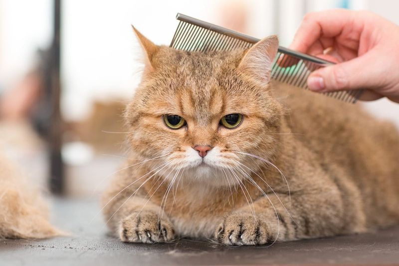 Keep Your Pets Groomed and Brushed