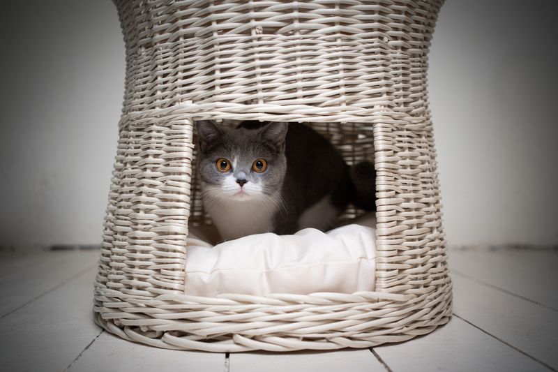 Cat's Personality vs. Space Size