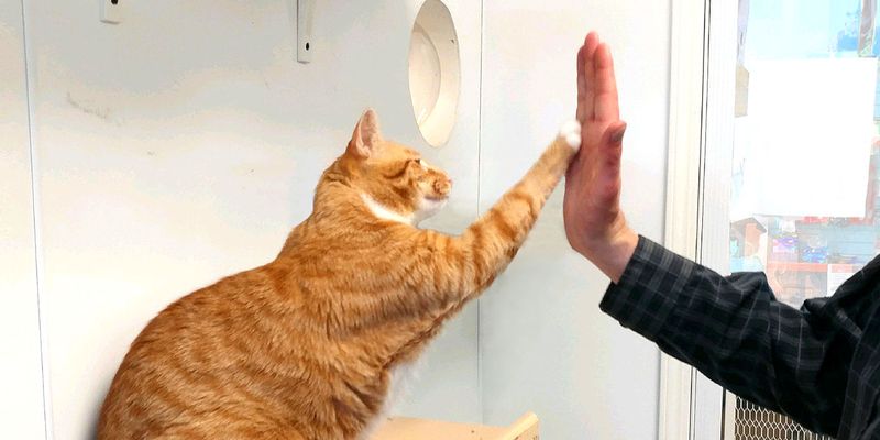 Clicker Training for Confidence Boosting