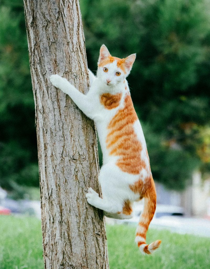 Climbing Trees