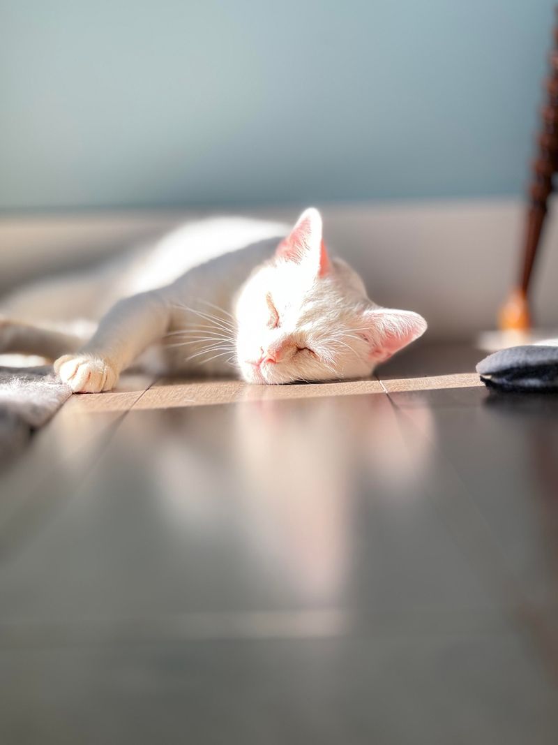 Increased Sleep or Lethargy