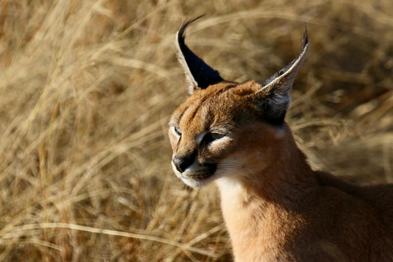 Caracal (Caracal caracal)