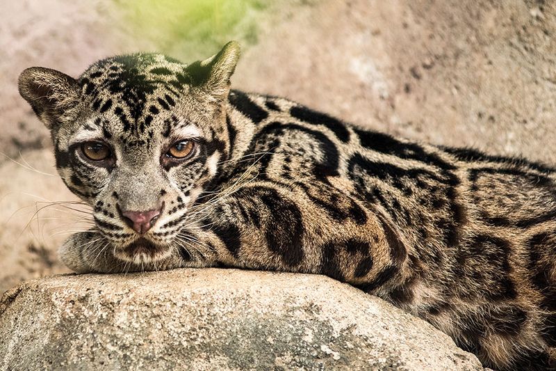 Clouded Leopard