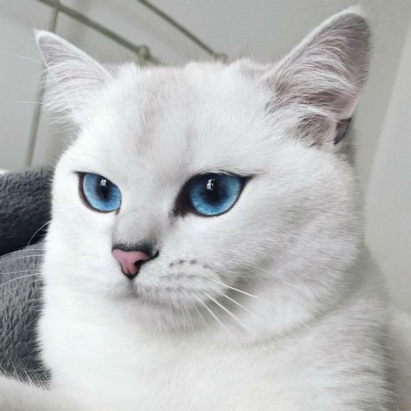 Coby the Cat
